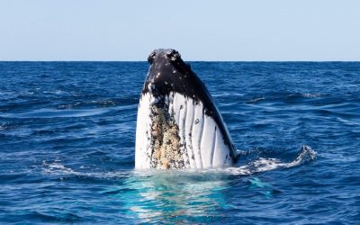 Shedding light on a whale of a mystery