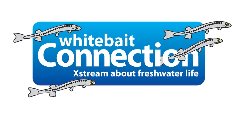Whitebait Connection