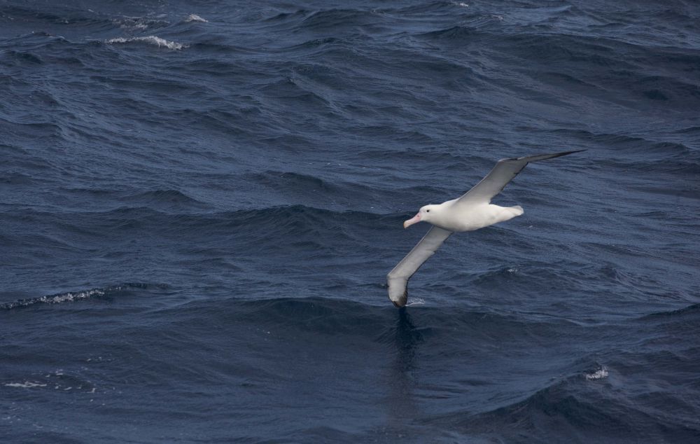 Wildlife Extravaganza