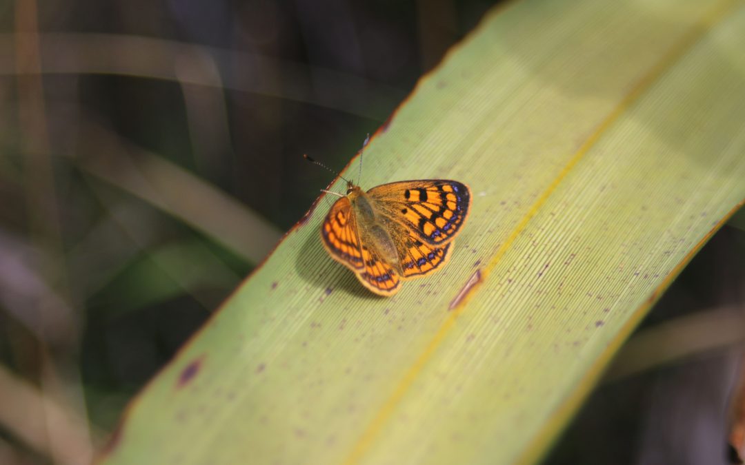 An ideal location for a mainland island