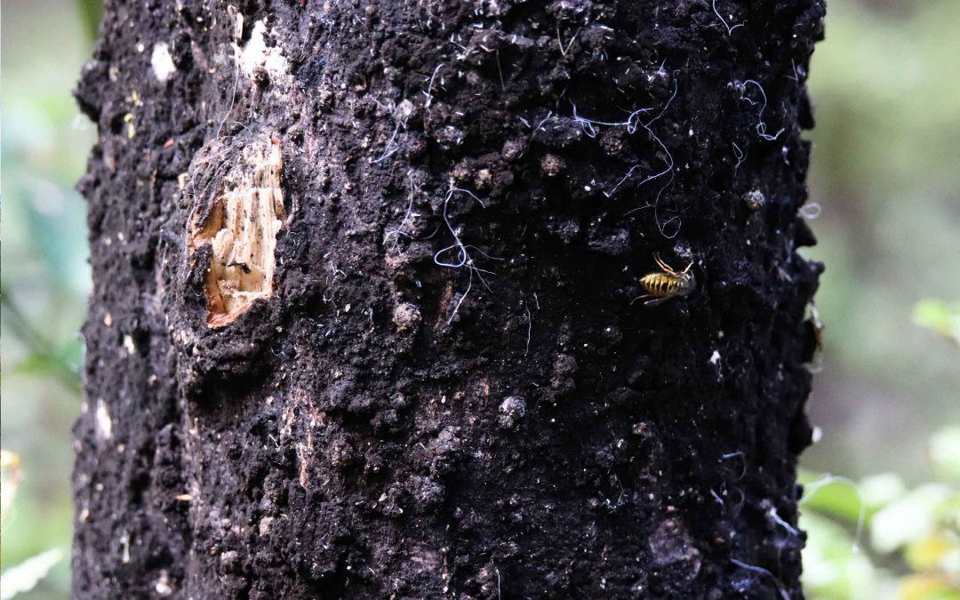 Clearing, Cleaning and Rebaiting