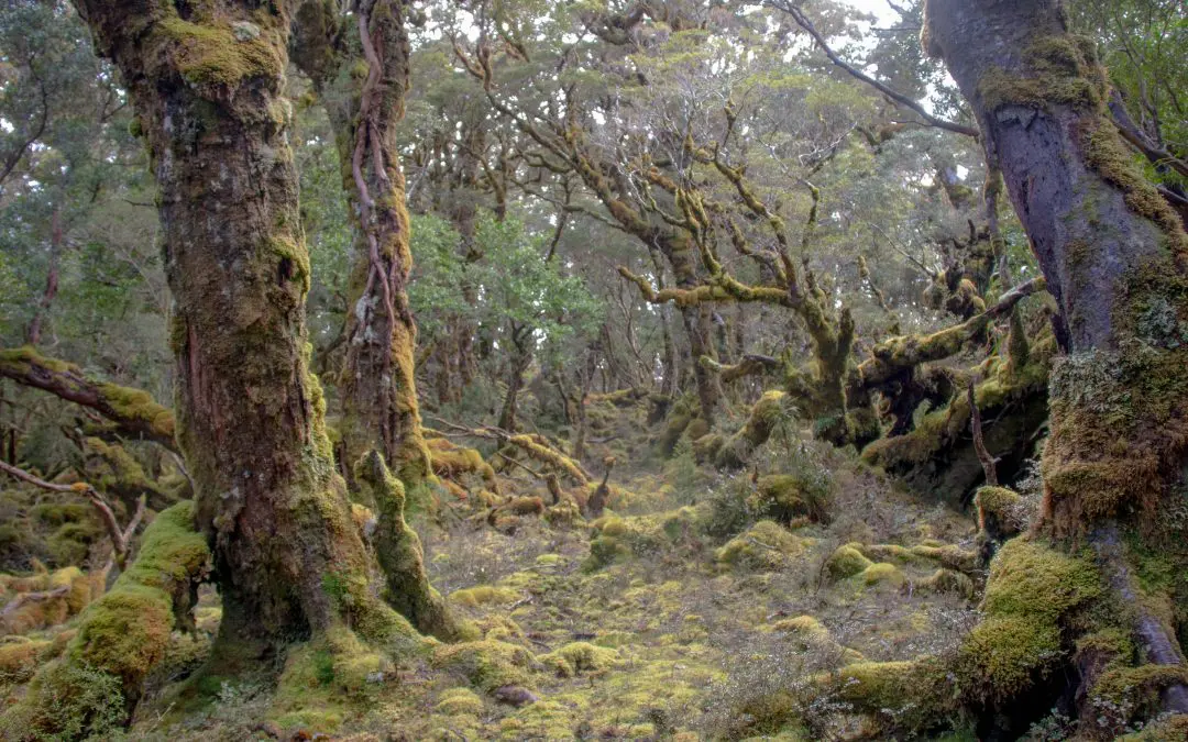 A Mossy Forest Rich in Birdsong