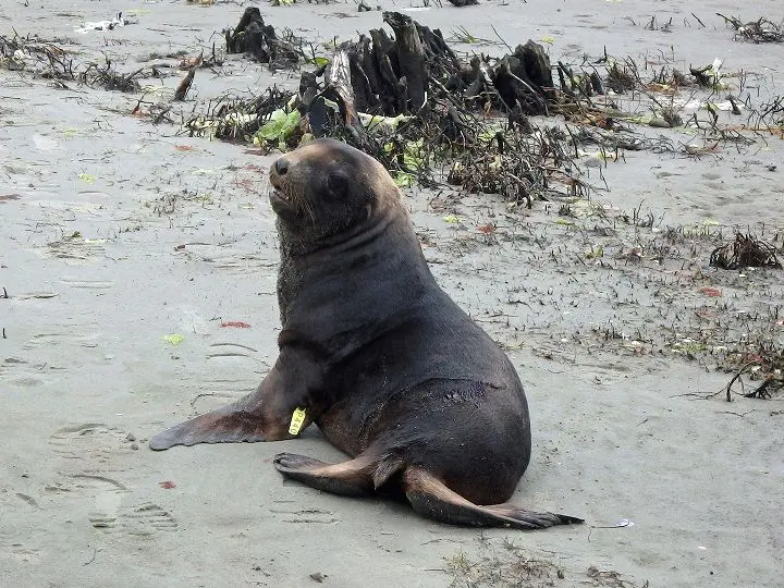 New Zealand Sea Lion pup tagging
