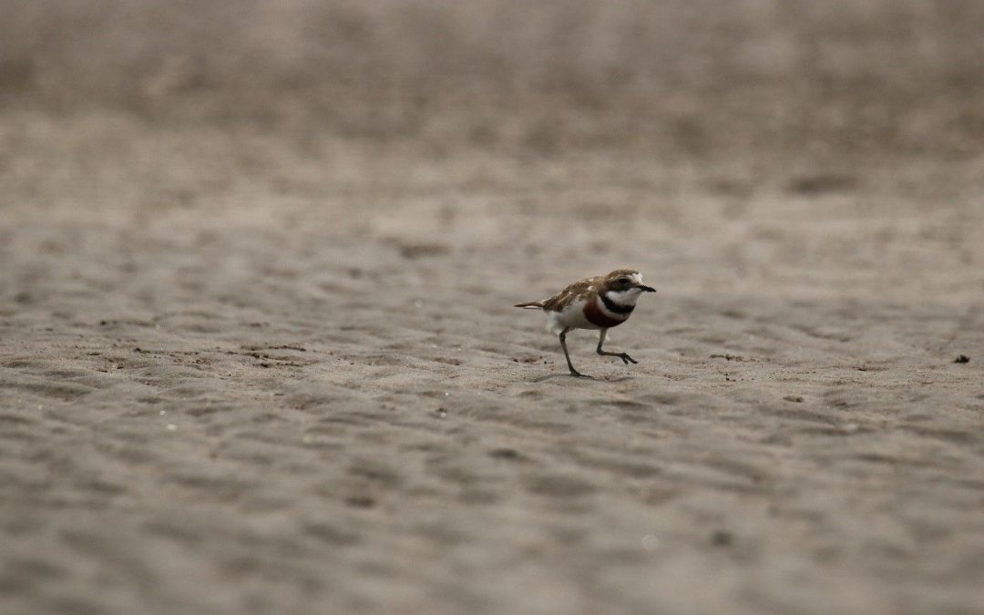 Leave only footprints