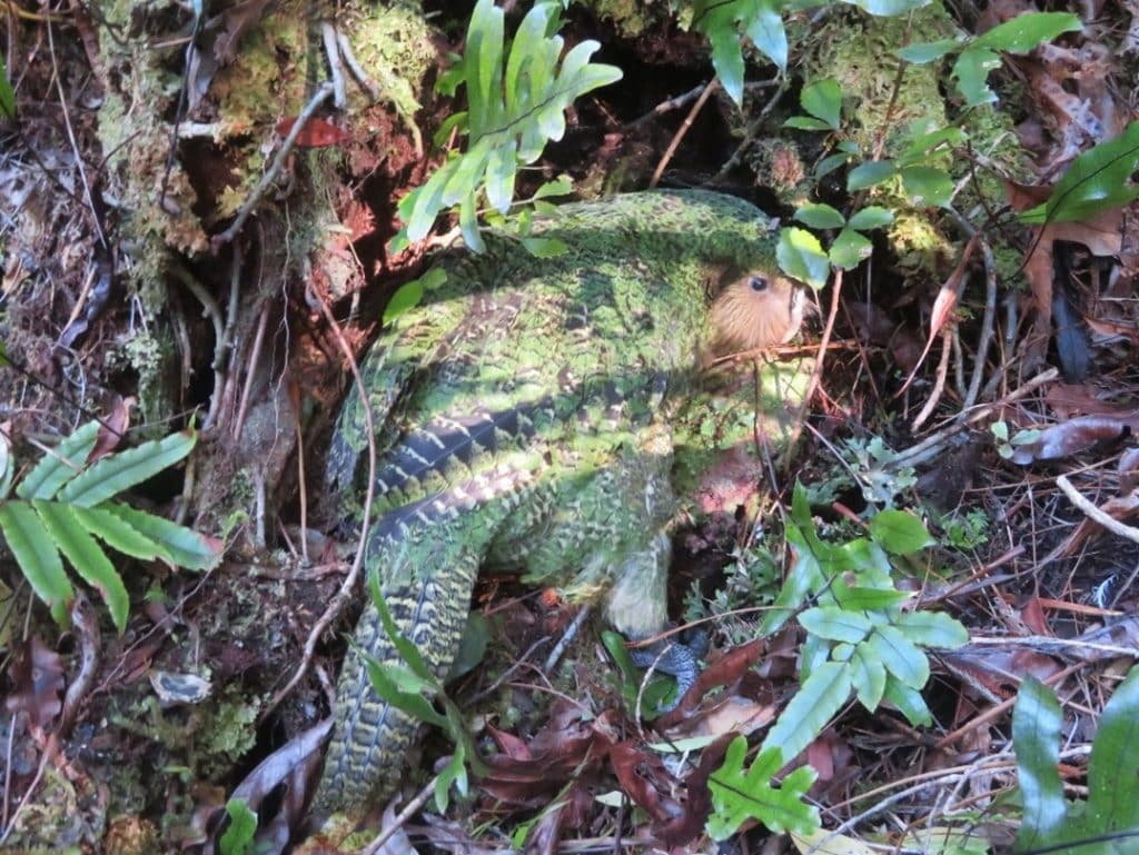 Kakapo_article