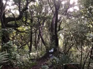 Kakapo_article