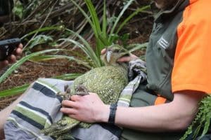 Kakapo_article